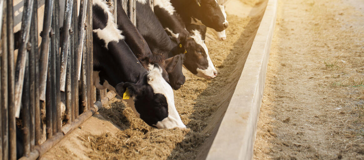 Farm animal feed stores near outlet me